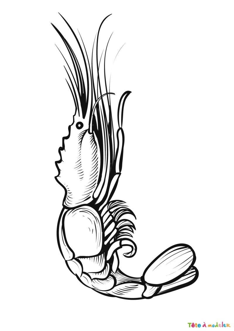 Coloriage d'une crevette tigre