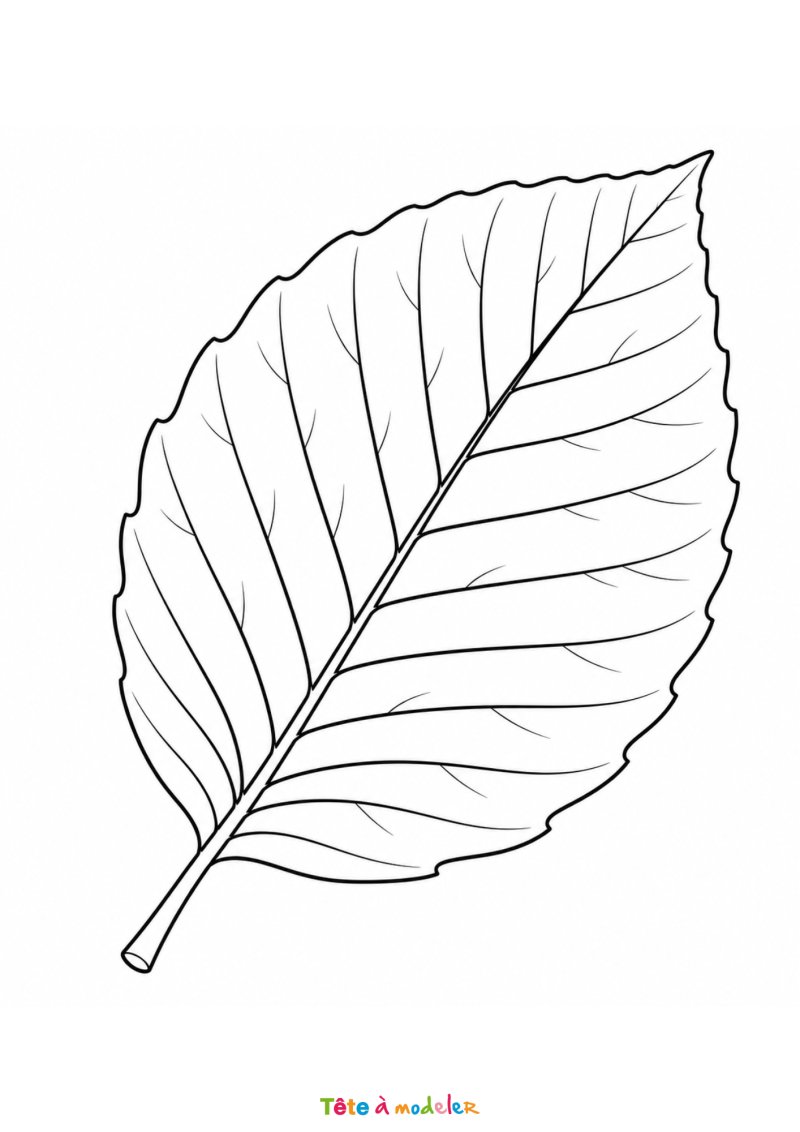 Coloriage d'une feuille de hêtre gratuit à imprimer