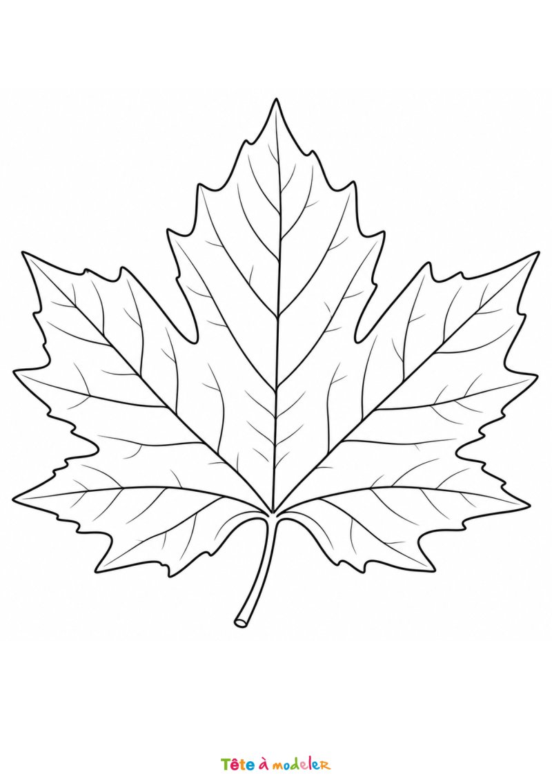 Coloriage d'une feuille de platane à imprimer gratuitement