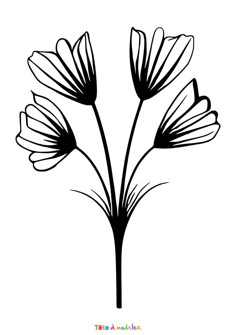 Coloriage d'une fleur de crocus