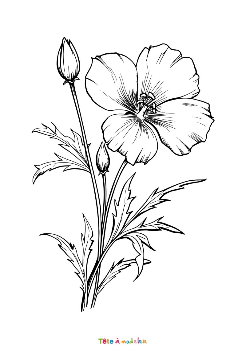Coloriage d'une fleur de pavot
