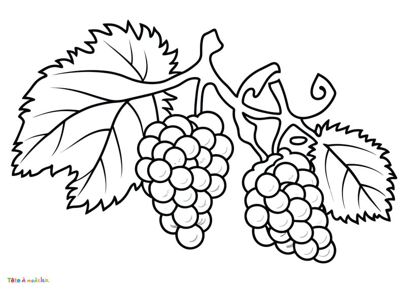 coloriage d'une grappe de raisin