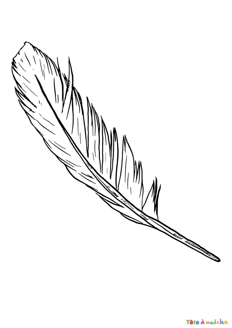 Coloriage d'une plume de cygne