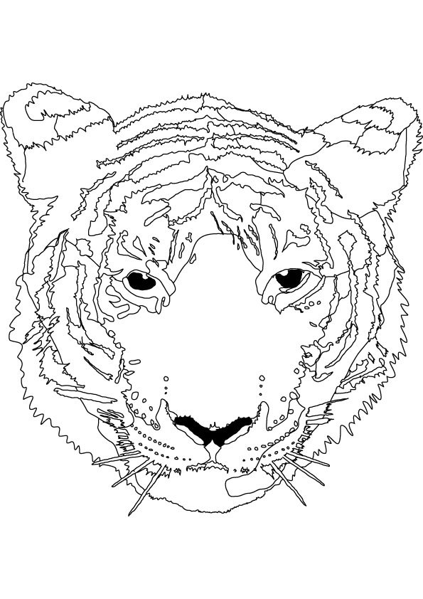 Coloriage d'une tête de tigre