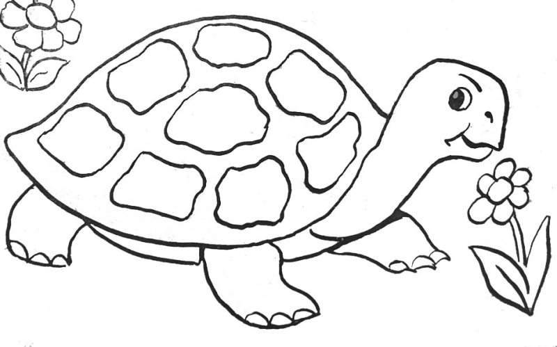 Coloriage d'une tortue à télécharger