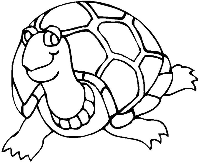 Coloriage dune tortue gratuit