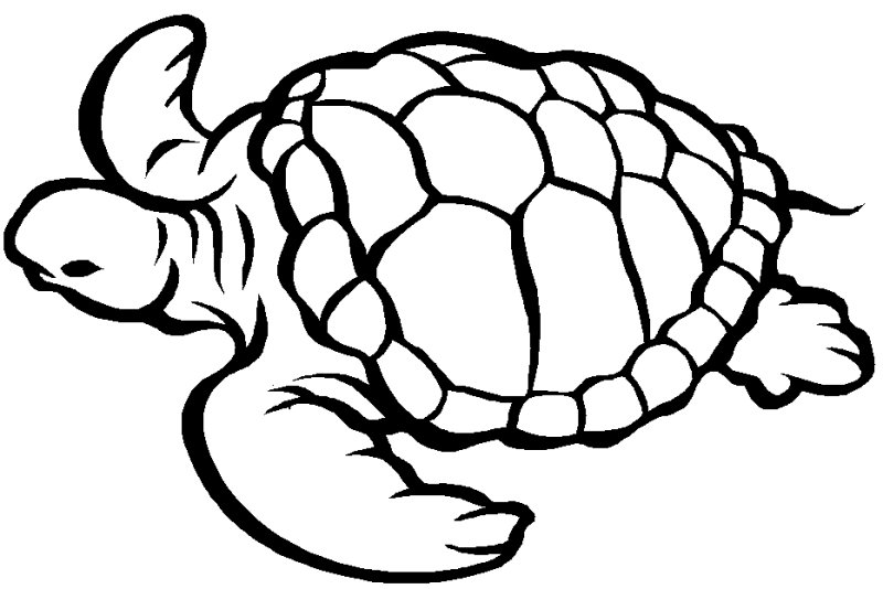 Coloriage d'une tortue pdf