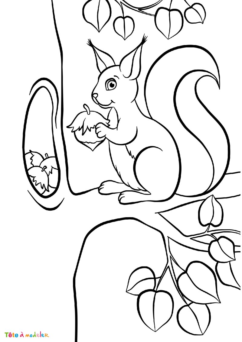 Coloriage d'un écureuil avec ses noisettes