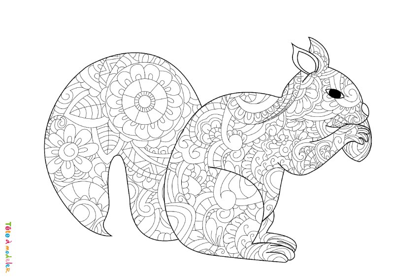 Coloriage d'un écureuil mandala