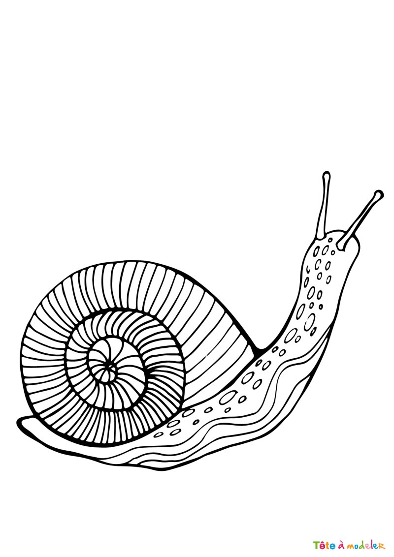 Coloriage d'un escargot facile