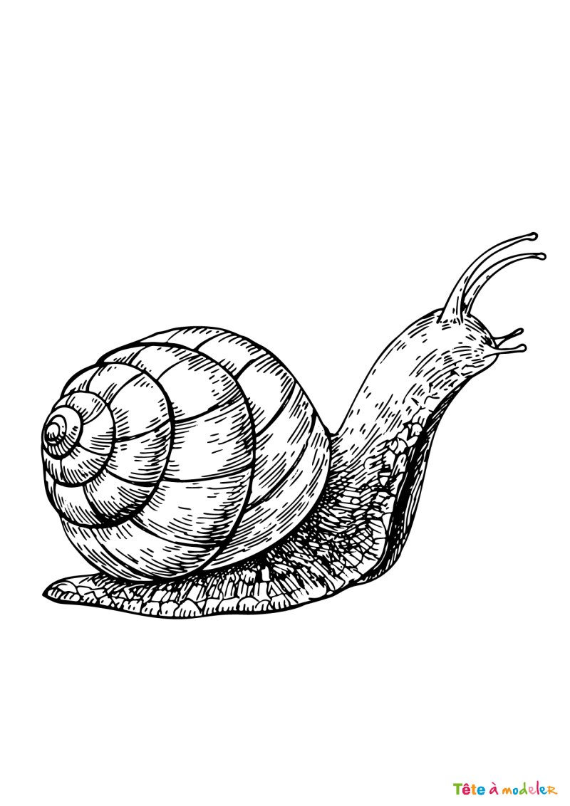 Coloriage escargot réaliste
