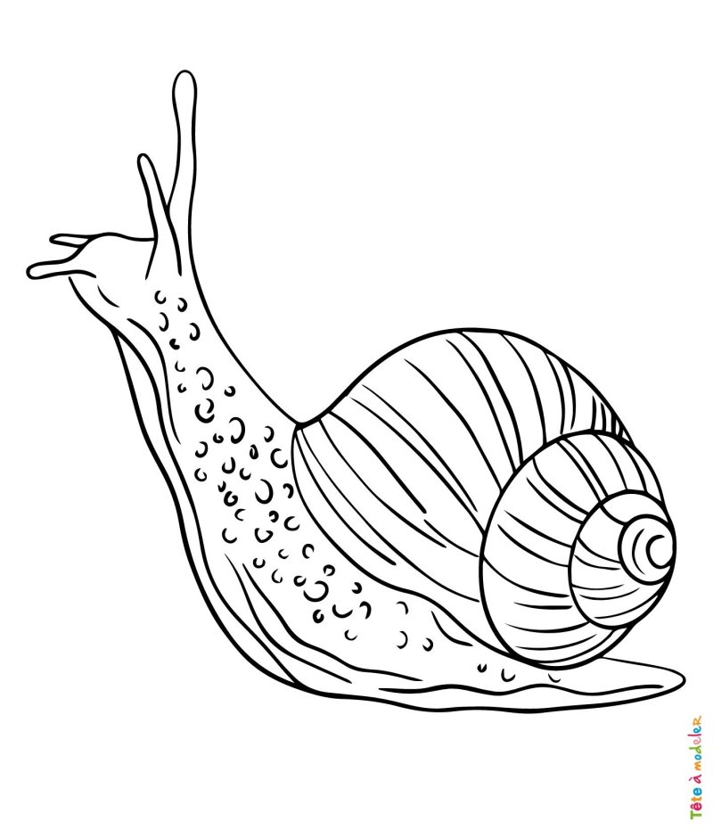 Coloriage escargot rapide