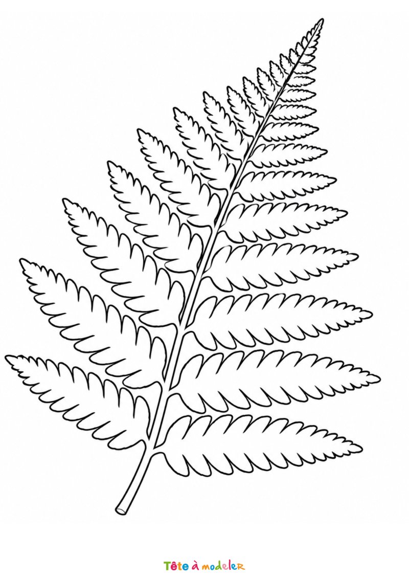 Coloriage feuille de fougère à imprimer
