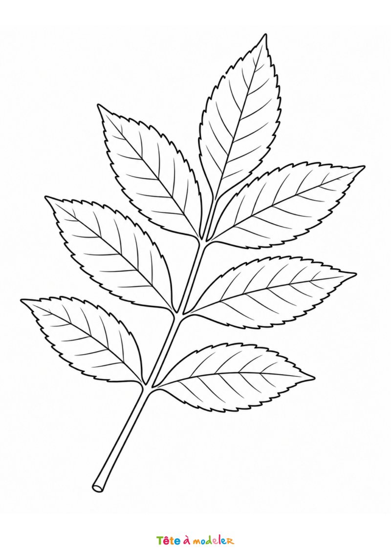 Coloriage feuille de frêne à imprimer gratuitement