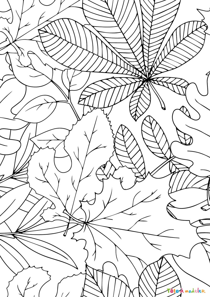 Coloriage feuilles d'arbres #03