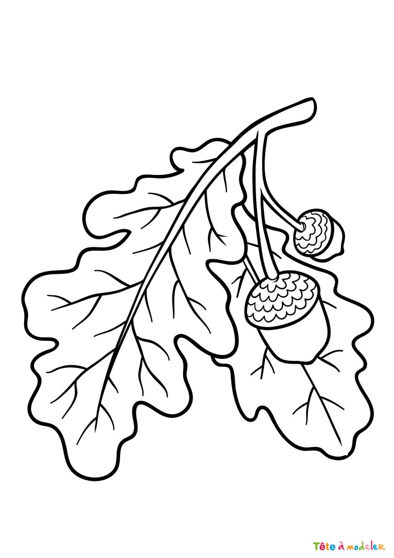 Coloriage feuilles d'arbres #04