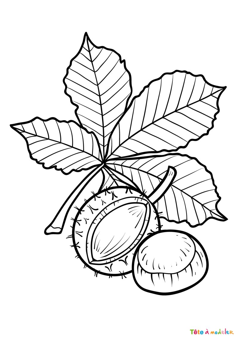 Coloriage feuilles d'arbres #06