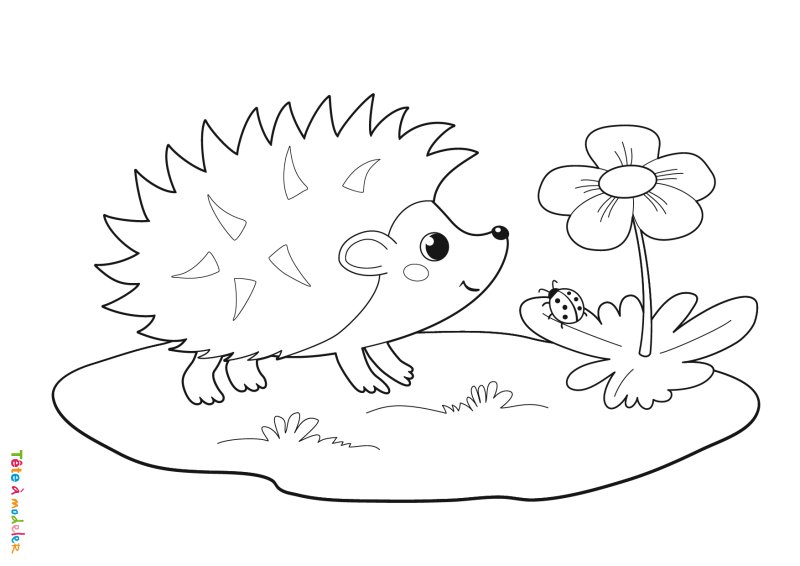 Coloriage d'un hérisson facile
