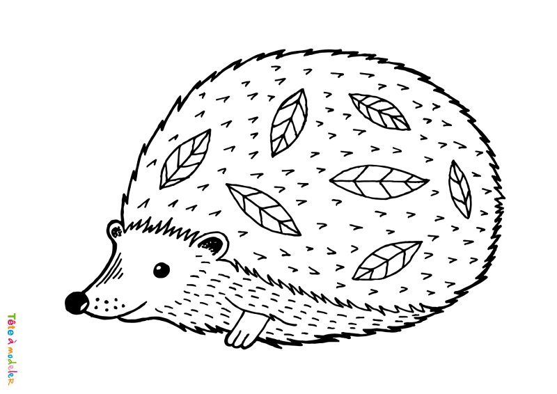 Coloriage hérisson pdf