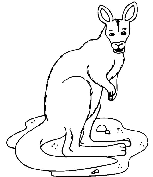 Coloriage kangourou debout