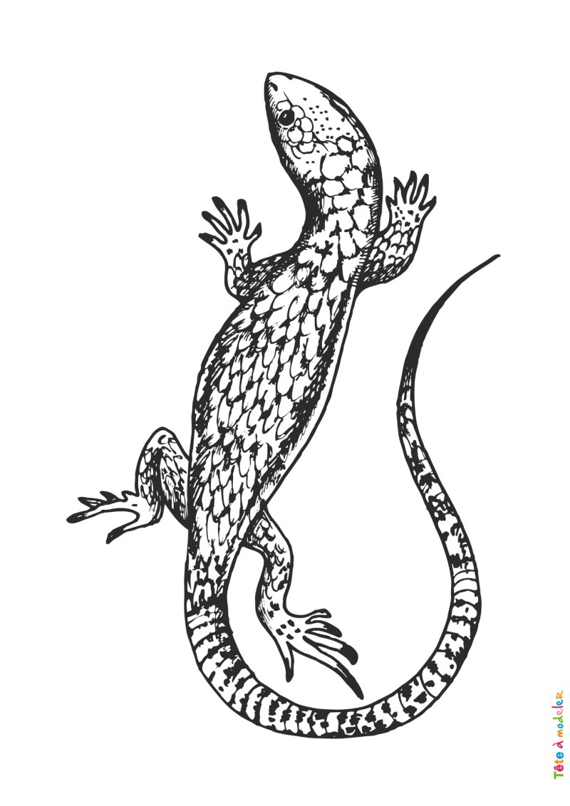 Coloriage lézard #02