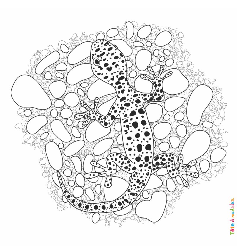 Coloriage lézard #03