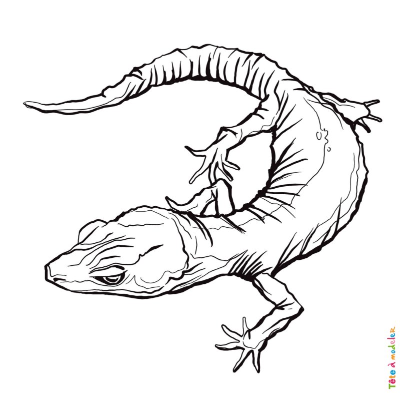 Coloriage lézard #06