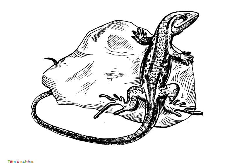 Coloriage lézard #07
