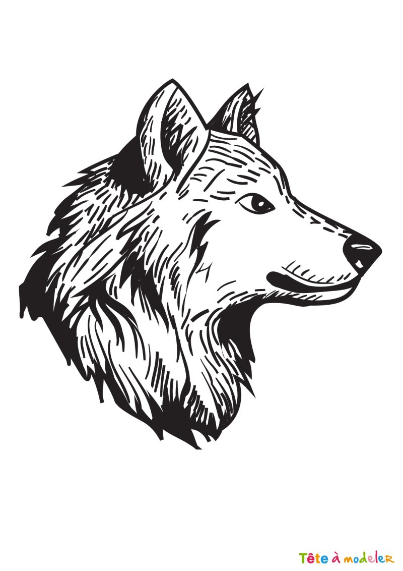 Coloriage d'un loup facile