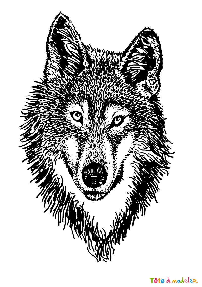 Coloriage d'un loup rapide
