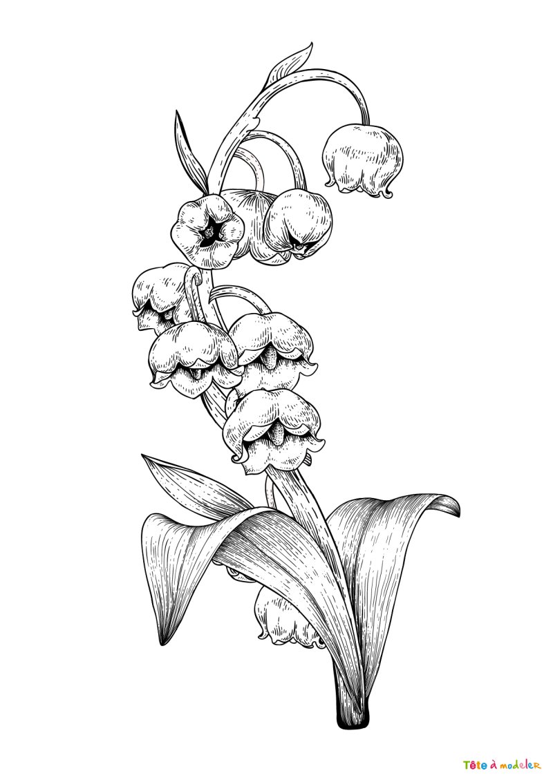 Coloriage muguet #02