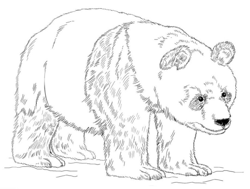 Coloriage panda en ligne