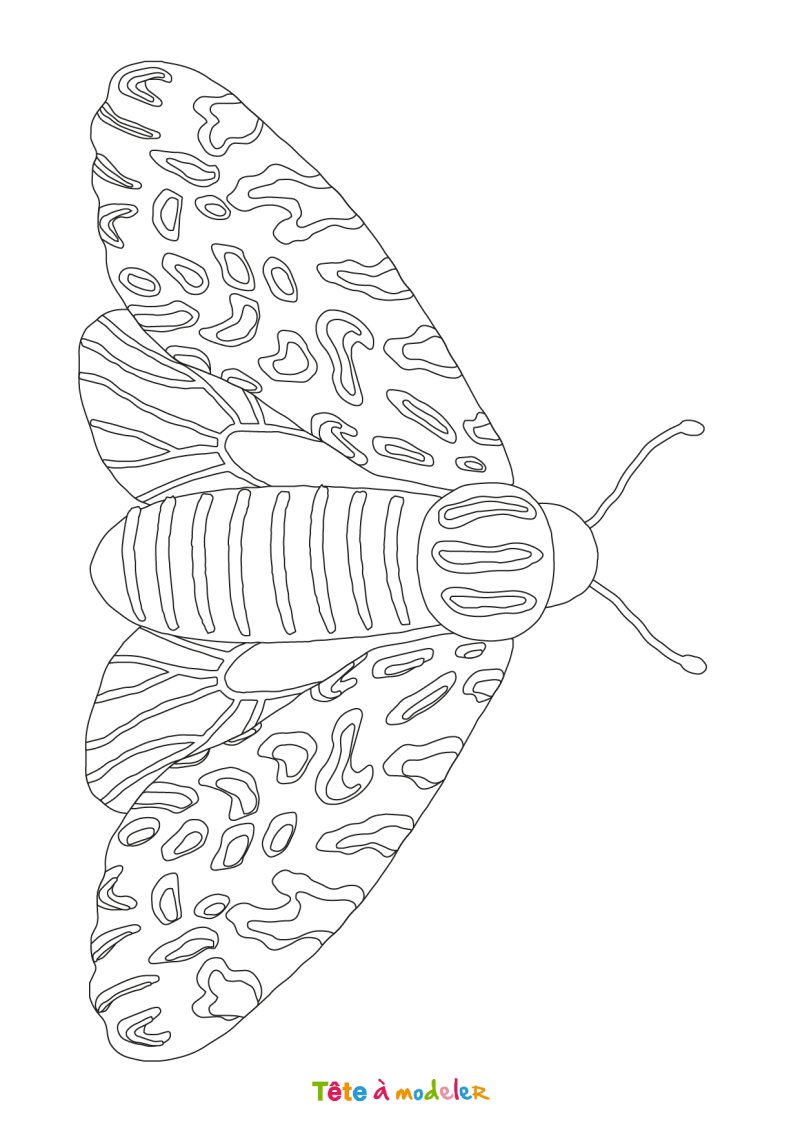 Coloriage papillon #04