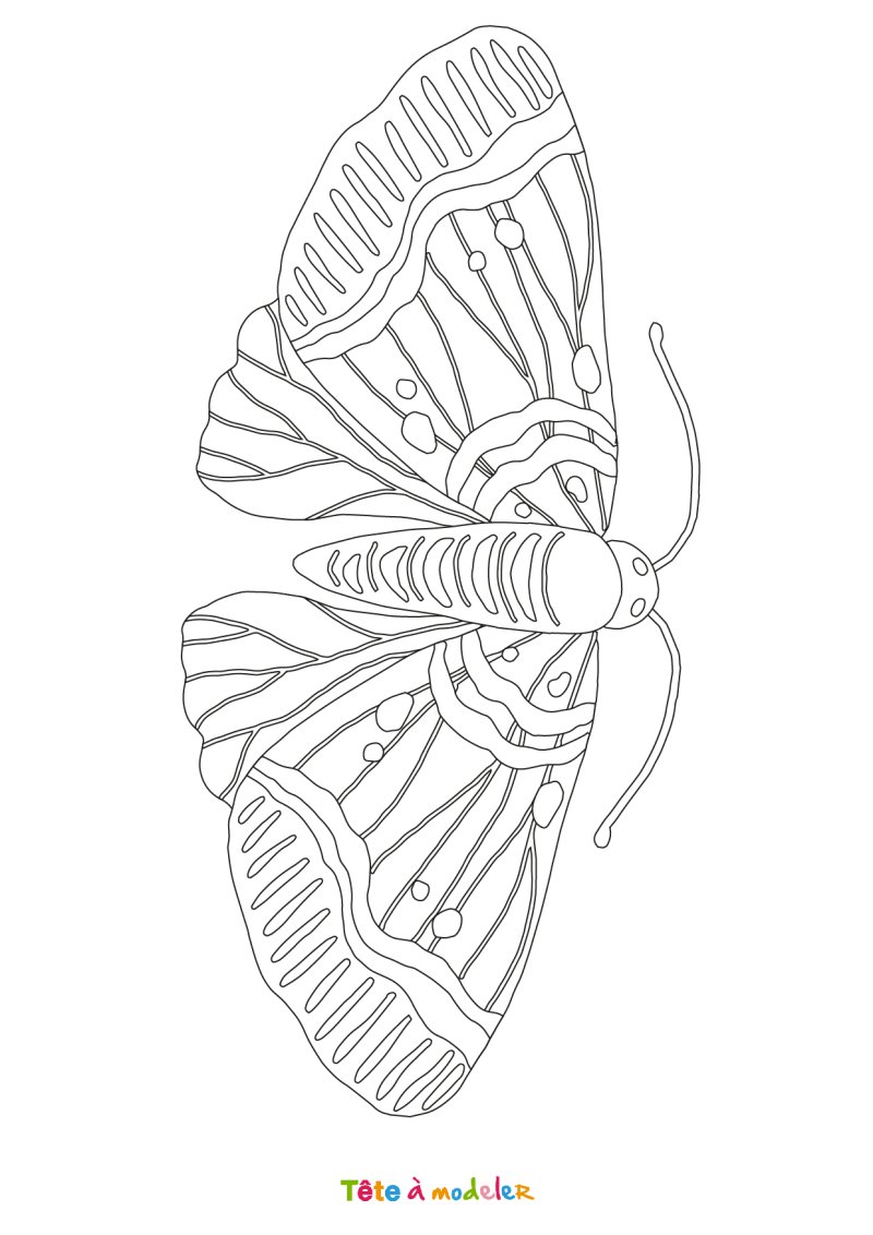 Coloriage papillon #05