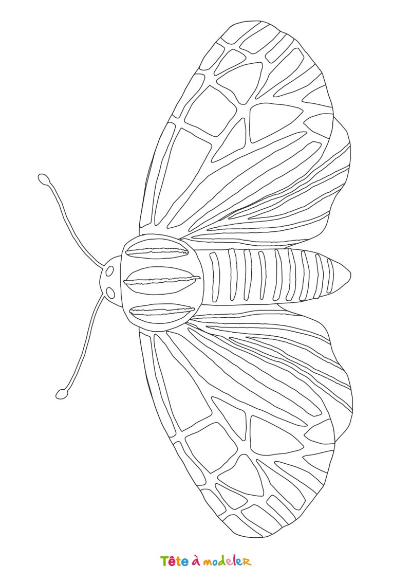 Coloriage papillon #11