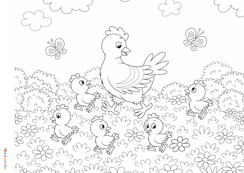Coloriage poule #03