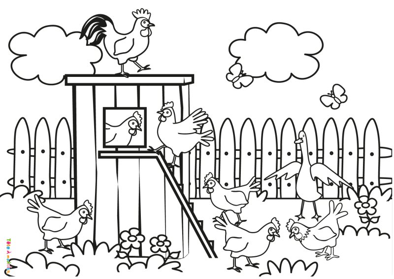 Coloriage poule #05