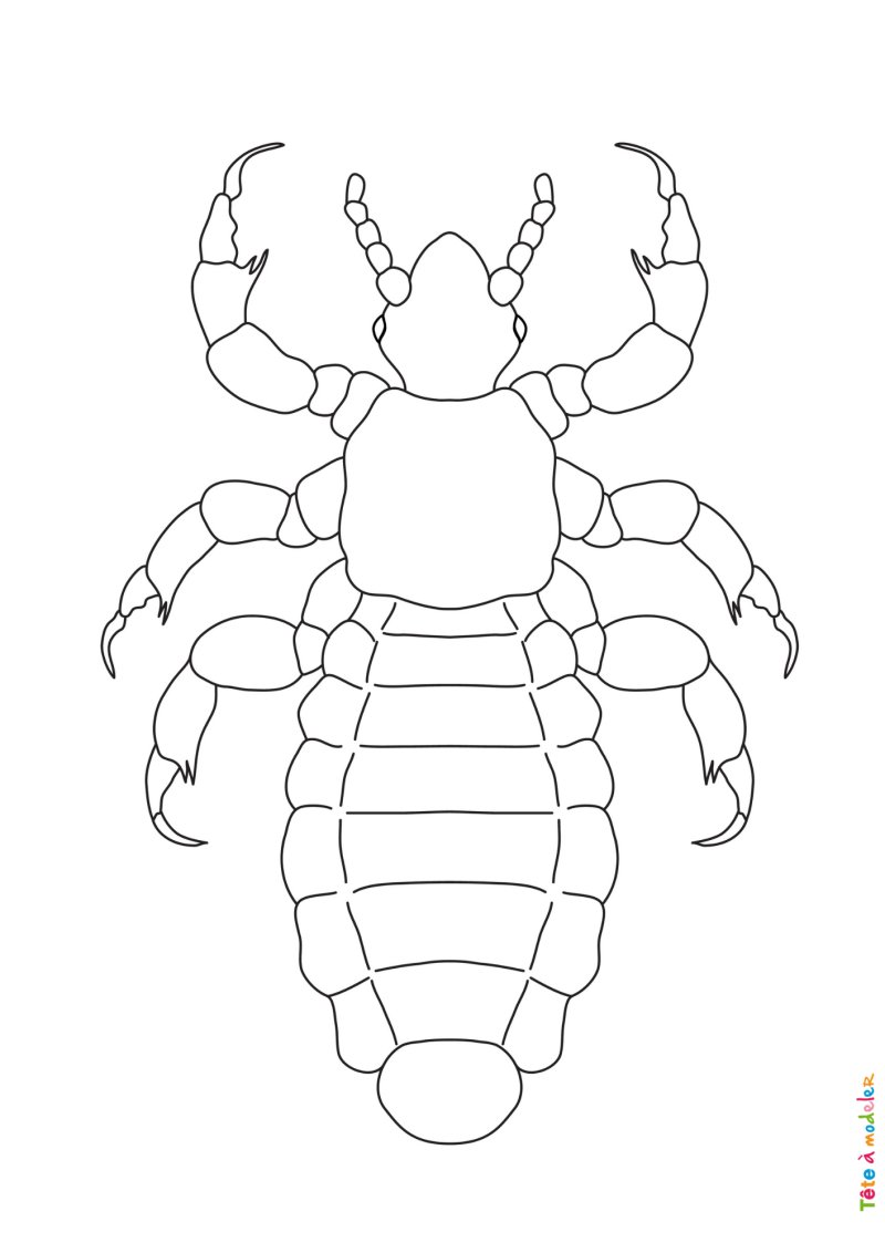 Coloriage poux #02