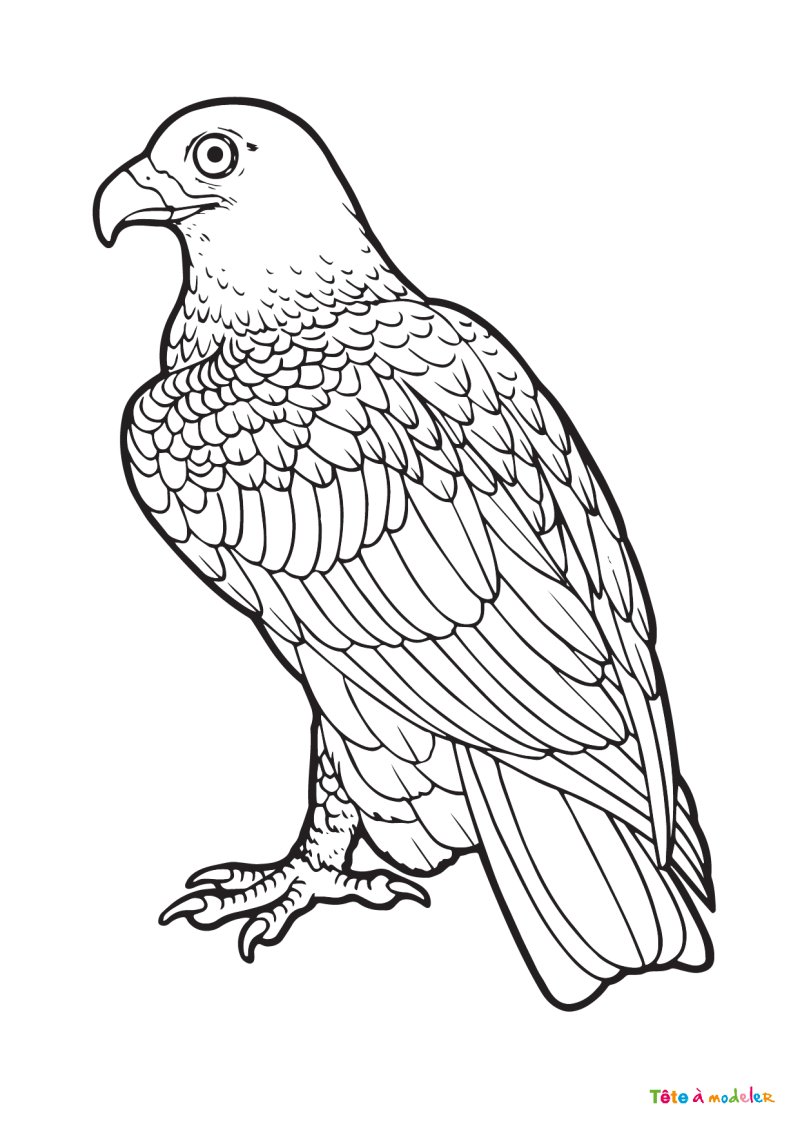 Coloriage rapace #01
