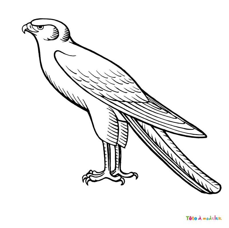 Coloriage rapace #02