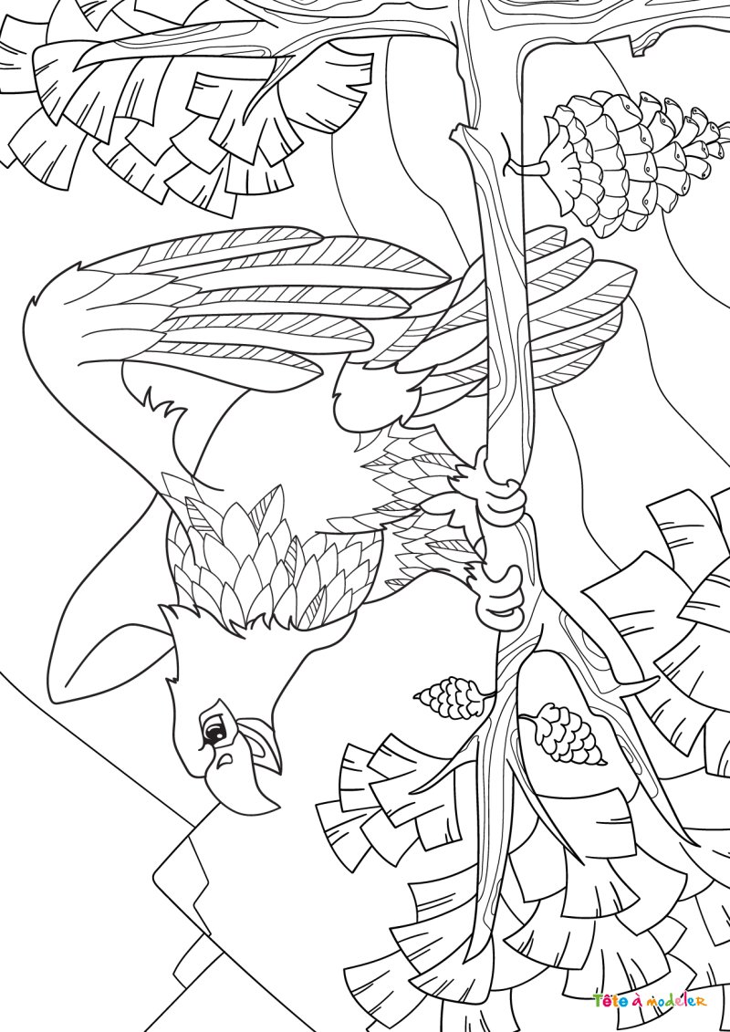 Coloriage rapace #08