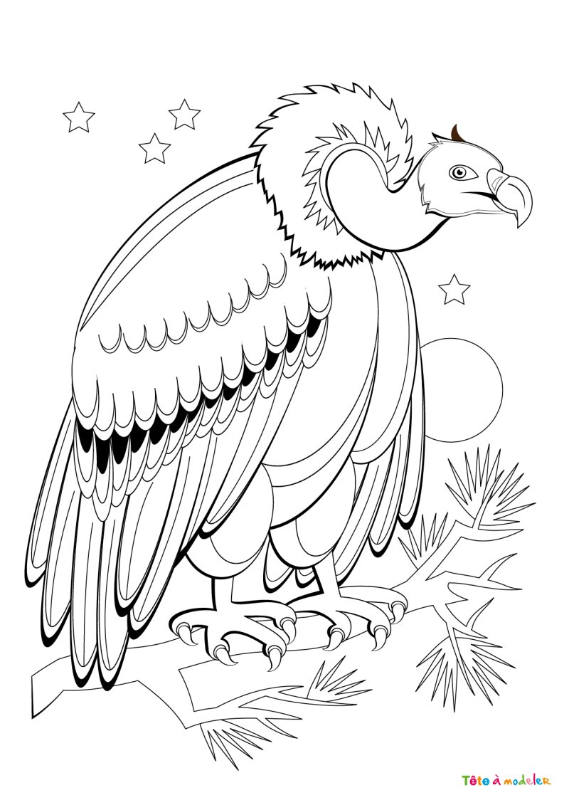 Coloriage rapace #09