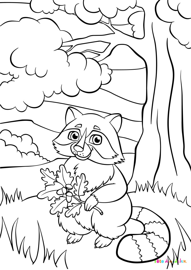 Coloriage raton laveur #05