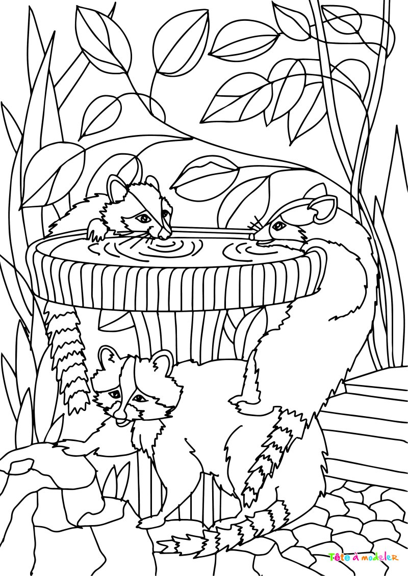 Coloriage raton laveur #07