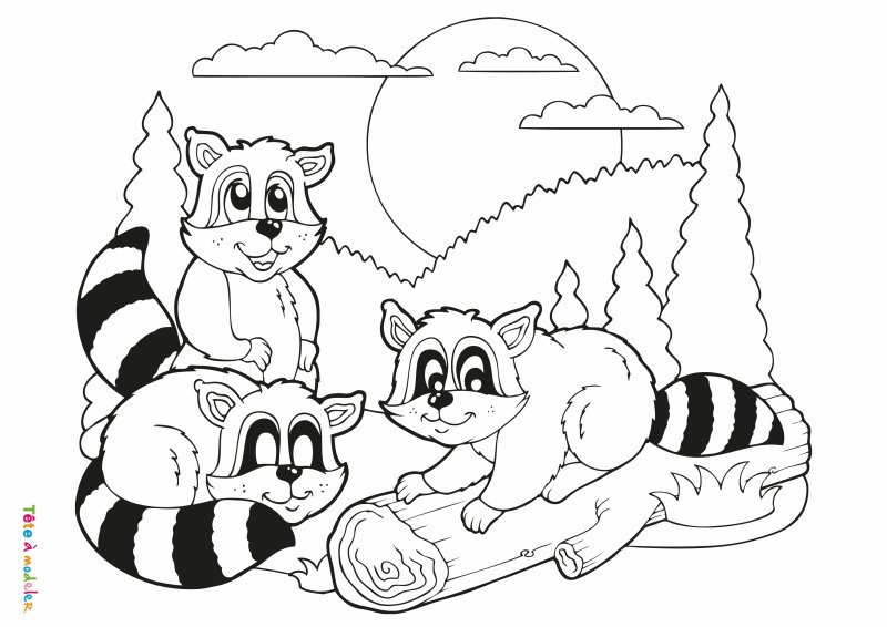 Coloriage raton laveur #10