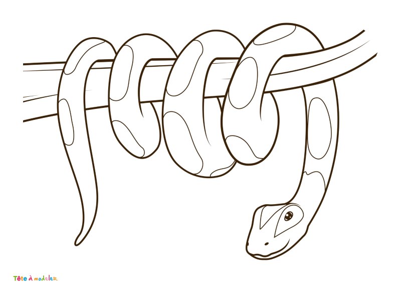 Coloriage serpent #07