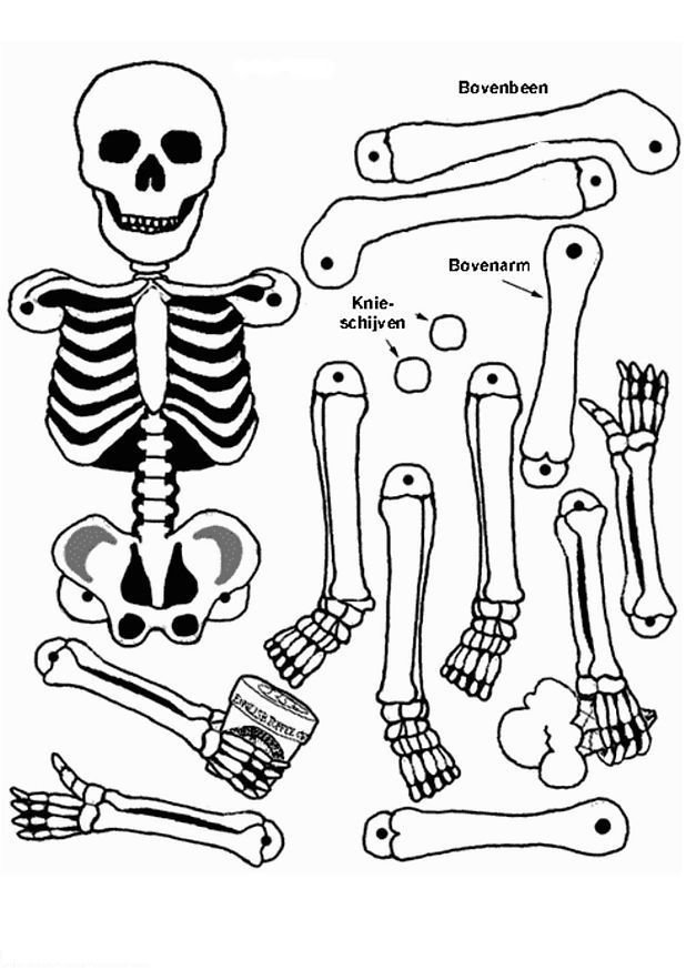Coloriage squelette #09