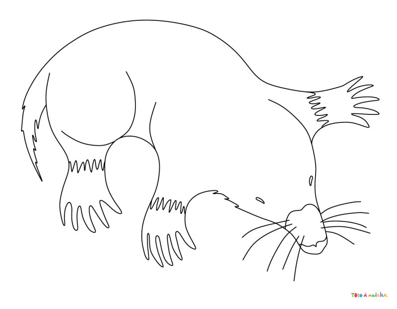 Coloriage taupe #03
