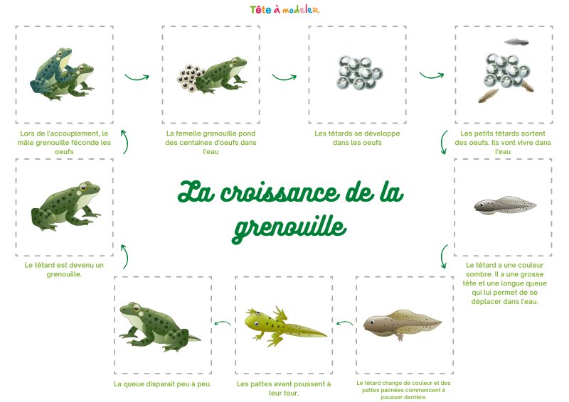 Comment nait la grenouille activit&eacute;