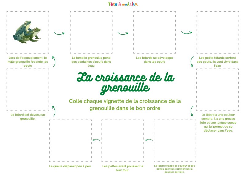 Comment nait la grenouille